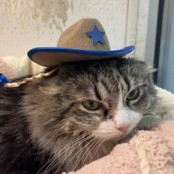 Seni -  Domestic Long Hair Cat for Adoption in Chicago, Illinois - Seni | PetCurious