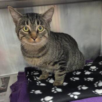 Spruce -  Domestic Short Hair Cat for Adoption in Chattanooga, Tennessee - Spruce | PetCurious