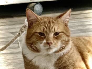 Domestic Short Hair Cats Available for Adoption in Acushnet, Massachusetts - Stripes  | PetCurious
