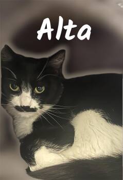 Alta -  Domestic Short Hair Cat for Adoption in Auburn, California - Alta | PetCurious