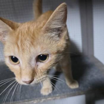 Aurelio -  Domestic Short Hair Cat for Adoption in Sioux Falls, South Dakota - Aurelio | PetCurious