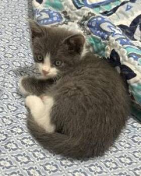 Ikea -  Domestic Short Hair Cat for Adoption in San Francisco, California - Ikea | PetCurious