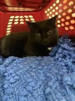 Sugar -  Domestic Short Hair Cat for Adoption in Charleston, South Carolina - Sugar | PetCurious