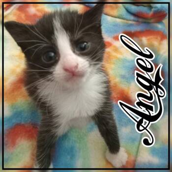 Desiree/Angel -  Domestic Short Hair Cat for Adoption in Hopkinsville, Kentucky - Desiree/Angel | PetCurious