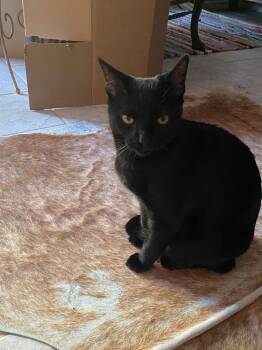 Domestic Short Hair and Bombay Cats Available for Adoption in Riverside, California - Selene | PetCurious