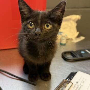 TUSC-Stray-84882 -  Domestic Short Hair Cat for Adoption in Tuscaloosa, Alabama - TUSC-Stray-84882 | PetCurious