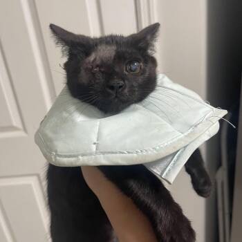 Mickey -  Domestic Short Hair Cat for Adoption in Buffalo, Minnesota - Mickey | PetCurious