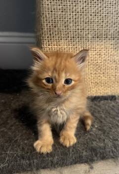 Julien -  Domestic Long Hair Cat for Adoption in Crossville, Tennessee - Julien | PetCurious
