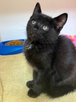 Bella -  Domestic Short Hair Cat for Adoption in Great Bend, Kansas - Bella | PetCurious