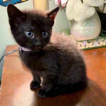 Rescue Domestic Short Hair Cats for Adoption in Columbia, Missouri - Lilith | PetCurious