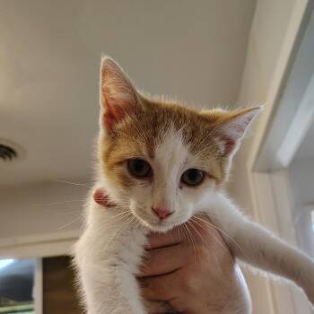 Quesadilla -  Domestic Short Hair Cat for Adoption in Indiana, Pennsylvania - Quesadilla | PetCurious