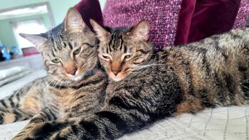 Rescue Tabby Cats for Adoption in Sierra Vista, Arizona - Hemingway (Hemi) And Six | PetCurious