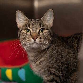 Rescue Domestic Short Hair Cats for Adoption in Salt Lake City, Utah - Jodie | PetCurious