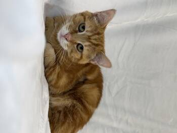 Wally -  Domestic Short Hair and Tabby Cat for Adoption in Greensboro, North Carolina - Wally | PetCurious