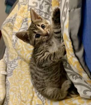 Rescue Domestic Short Hair Cats for Adoption in Fort Worth, Texas - Perry (pre Adopt) | PetCurious