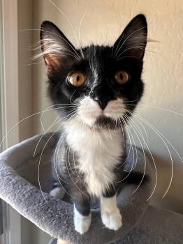 Zuri -  Domestic Short Hair Cat for Adoption in Chandler, Arizona - Zuri | PetCurious