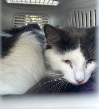 Jordan -  Domestic Medium Hair Cat for Adoption in Alexandria, Virginia - Jordan | PetCurious