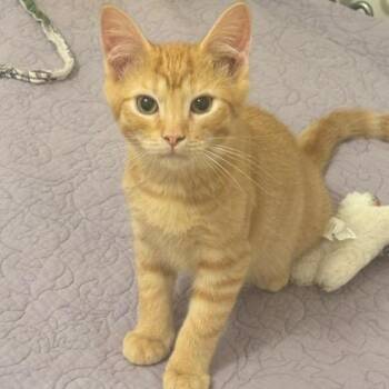 Big Red -  Domestic Short Hair Cat for Adoption in Potomac, Maryland - Big Red | PetCurious