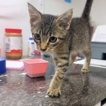 Kitten 4 -  Domestic Short Hair Cat for Adoption in Shelbyville, Illinois - Kitten 4 | PetCurious