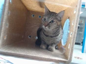ASHLEY -  Domestic Short Hair Cat for Adoption in Albuquerque, New Mexico - ASHLEY | PetCurious