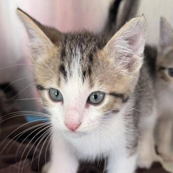 Hayes -  Domestic Short Hair Cat for Adoption in Ponca City, Oklahoma - Hayes | PetCurious