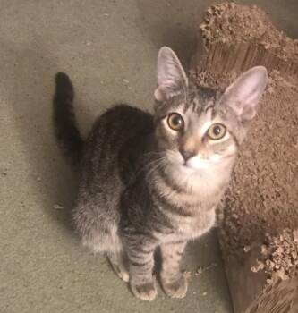 Johnson -  Domestic Short Hair Cat for Adoption in Bridgeport, Connecticut - Johnson | PetCurious