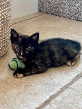 Domestic Short Hair Cats Available for Adoption in Vacaville, California - Arabella | PetCurious