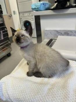 Aelin -  Domestic Short Hair Cat for Adoption in Roseville, California - Aelin | PetCurious