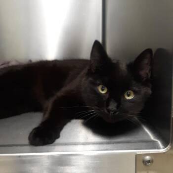 Domestic Short Hair Cats Available for Adoption in Spokane, Washington - Guardian | PetCurious