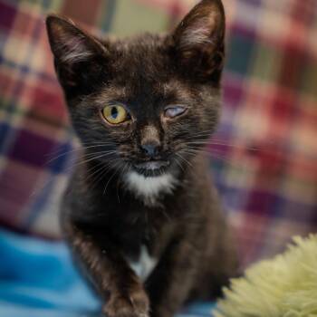 One-Eyed Jack -  Domestic Short Hair Cat for Adoption in Alexandria, Indiana - One-Eyed Jack | PetCurious