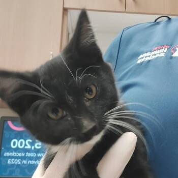 Marty -  Domestic Short Hair Cat for Adoption in Reno, Nevada - Marty | PetCurious