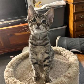 Willow Grace -  Domestic Short Hair Cat for Adoption in Normal, Illinois - Willow Grace | PetCurious