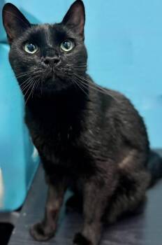 Rescue Domestic Short Hair Cats for Adoption in Long Beach, New York - George | PetCurious