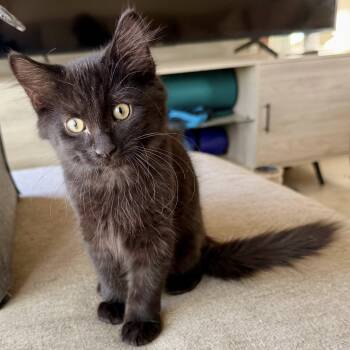 Rescue Domestic Short Hair Cats for Adoption in San Tan Valley, Arizona - Malachi | PetCurious