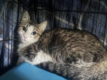 Domestic Short Hair Cats Available for Adoption in Chandler, Arizona - Penelope Meadows | PetCurious