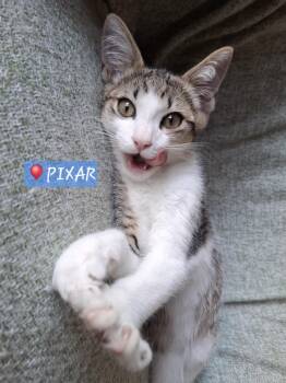 Pixar -  Domestic Short Hair and Tabby Cat for Adoption in Yorba Linda, California - Pixar | PetCurious