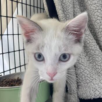 Ghoulfriend -  Domestic Short Hair Cat for Adoption in Chicago, Illinois - Ghoulfriend | PetCurious