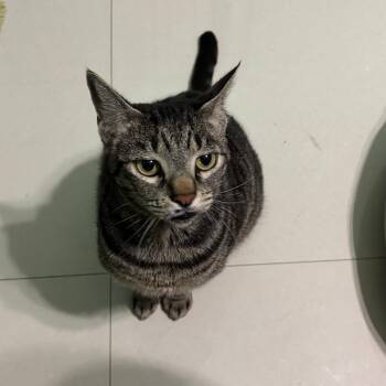 Domestic Short Hair Cats Available for Adoption - Milo | PetCurious