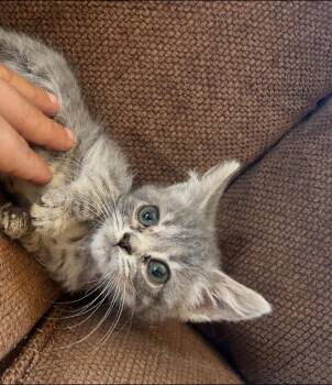Little T -  Tabby Cat for Adoption - Little T | PetCurious