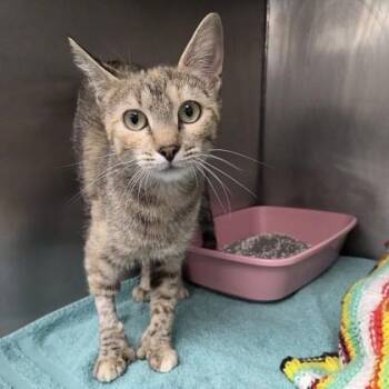 Nutmeg -  Domestic Short Hair Cat for Adoption in Worcester, Massachusetts - Nutmeg | PetCurious