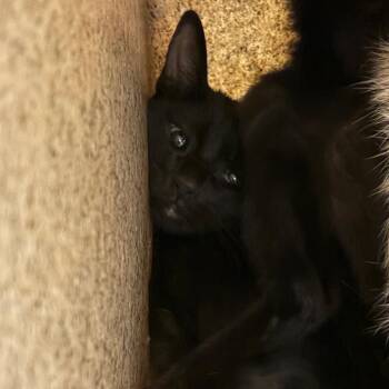 Tiramisu -  Domestic Short Hair Cat for Adoption in Reno, Nevada - Tiramisu | PetCurious