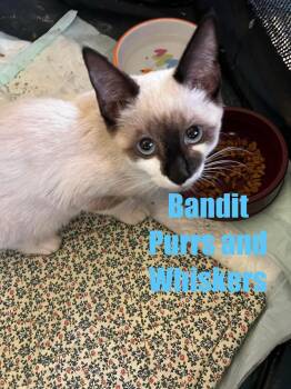 Bandit -  Domestic Short Hair Cat for Adoption in New Hartford, New York - Bandit | PetCurious