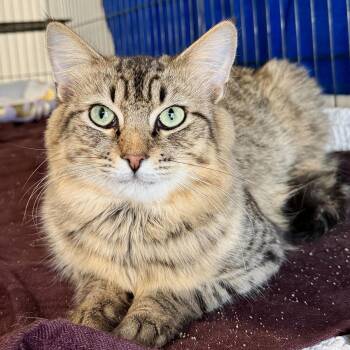 Maine Coon and Domestic Long Hair Cats Available for Adoption - Jaden | PetCurious