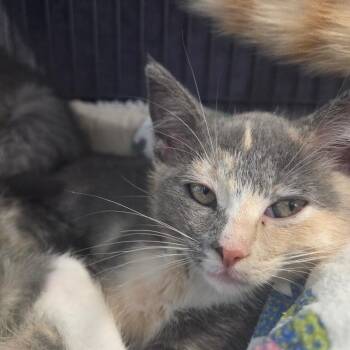 Domestic Short Hair Cats Available for Adoption in North Battleford, Saskatchewan - Nibble | PetCurious