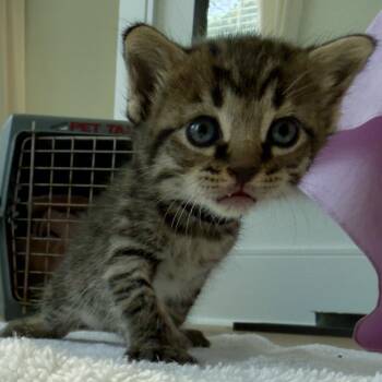 Littlefoot -  Domestic Short Hair Cat for Adoption in Nashville, Tennessee - Littlefoot | PetCurious