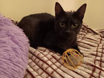 Rescue Tabby Cats for Adoption in Ocala, Florida - Mickey | PetCurious