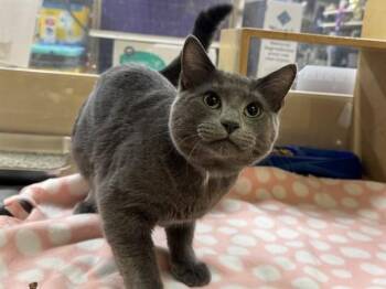 SPOT -  Domestic Short Hair Cat for Adoption in Brentwood, Missouri - SPOT | PetCurious