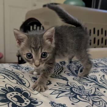 Nutshell -  Domestic Short Hair Cat for Adoption in North Port, Florida - Nutshell | PetCurious