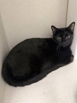MILLIE -  Domestic Short Hair Cat for Adoption in Omaha, Nebraska - MILLIE | PetCurious