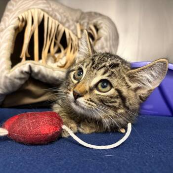 26-286 Goose -  Domestic Short Hair Cat for Adoption in North Branford, Connecticut - 26-286 Goose | PetCurious
